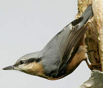 Eurasian Nuthatch