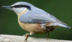 Eurasian Nuthatch