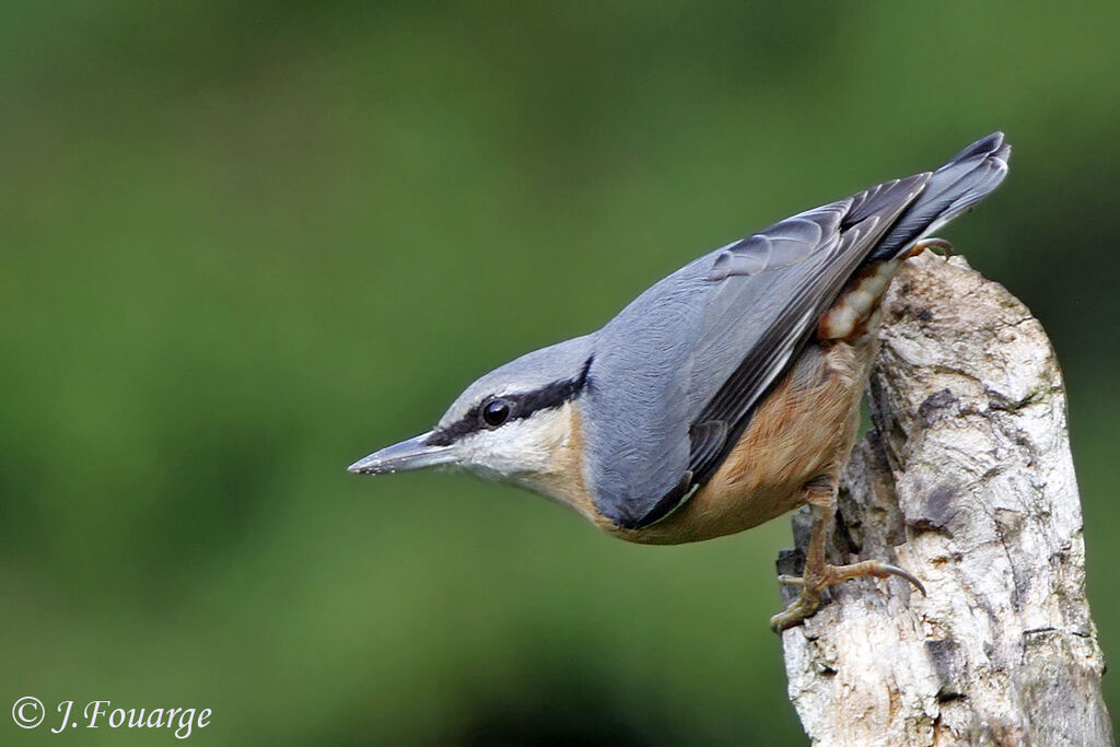 Eurasian Nuthatch, Behaviour