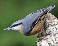 Eurasian Nuthatch