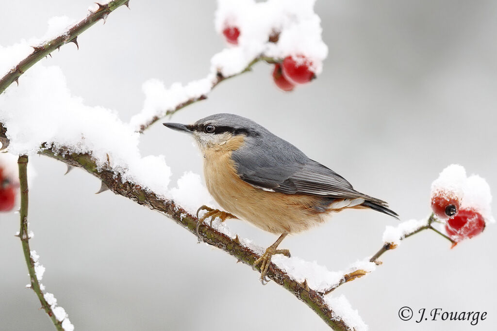 Eurasian Nuthatch