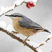 Eurasian Nuthatch