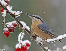 Eurasian Nuthatch