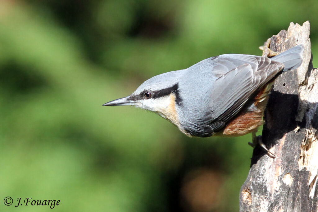 Eurasian Nuthatch, identification