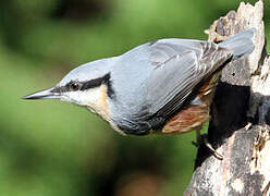 Eurasian Nuthatch