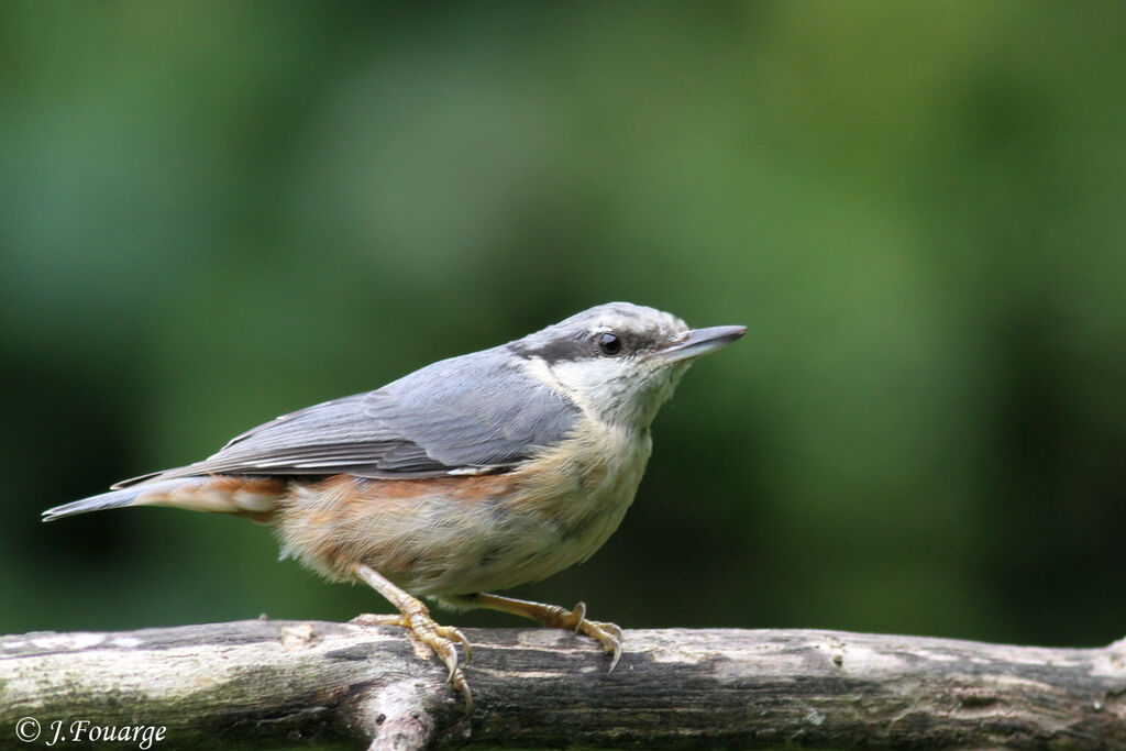 Eurasian Nuthatch, identification