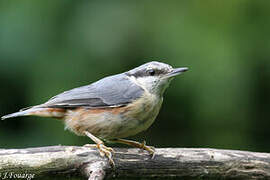 Eurasian Nuthatch