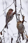 Common Redpoll