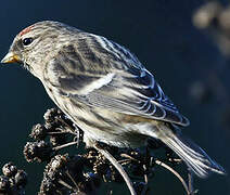 Common Redpoll