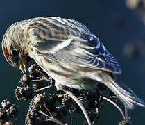 Common Redpoll