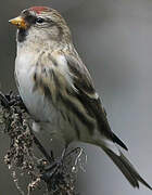 Common Redpoll