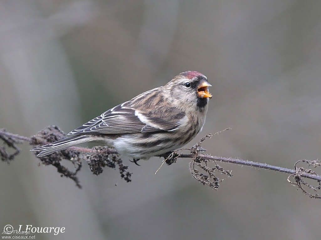 Common Redpoll female adult post breeding, identification