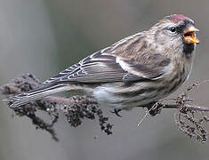 Common Redpoll