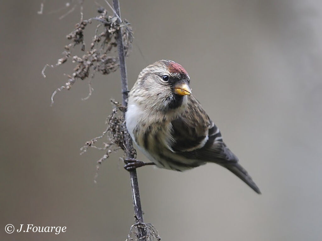 Common Redpoll female First year, feeding habits, Behaviour