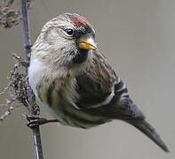 Common Redpoll