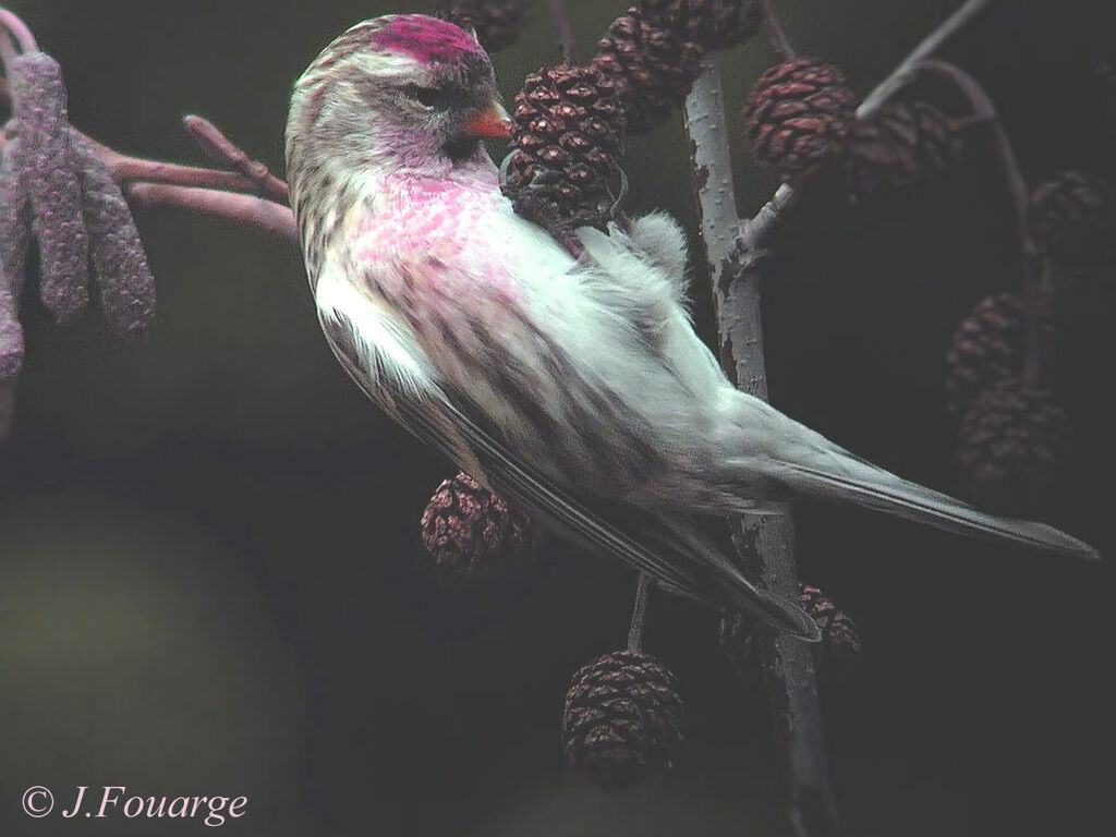 Common Redpoll male