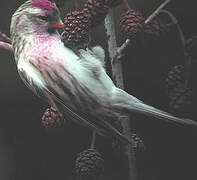 Common Redpoll