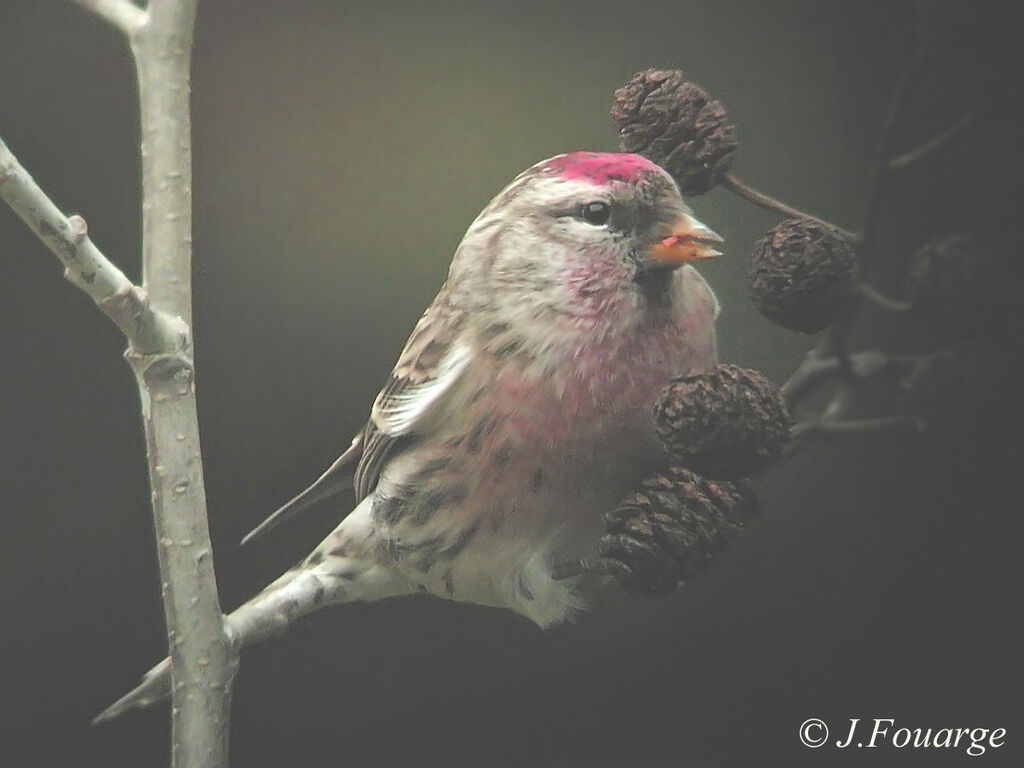 Common Redpoll male