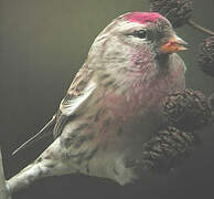 Common Redpoll