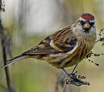 Common Redpoll