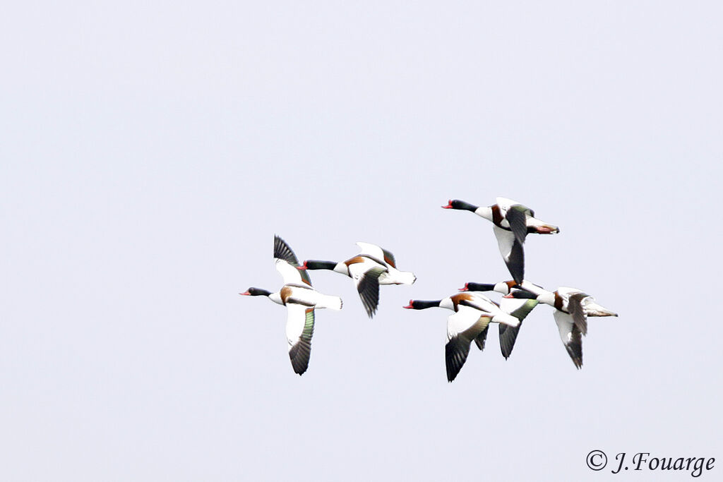 Common Shelduckadult, identification, Flight, Behaviour