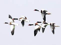 Common Shelduck