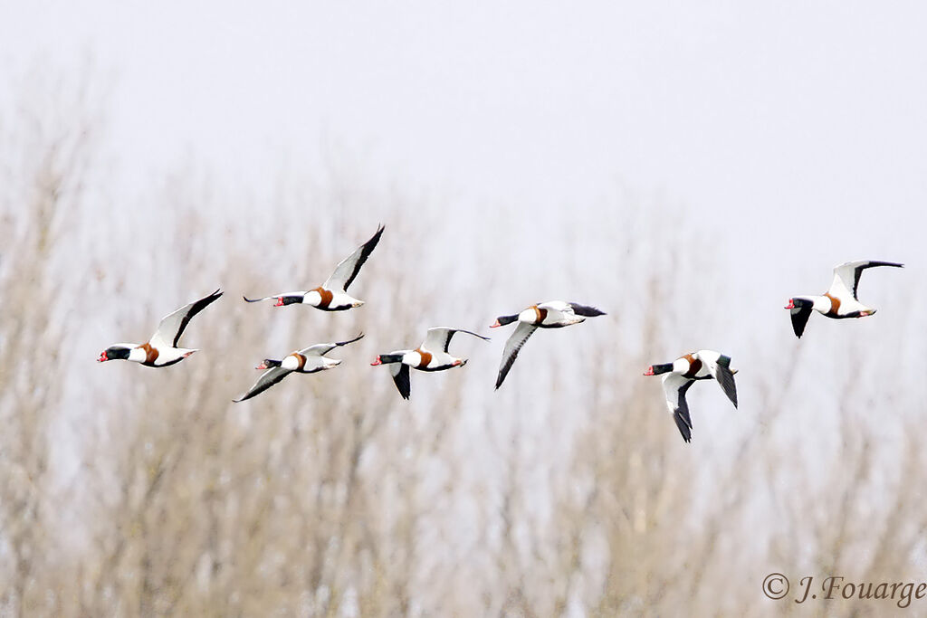 Common Shelduckadult, identification, Flight, Behaviour