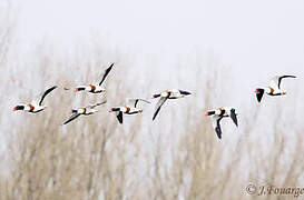 Common Shelduck