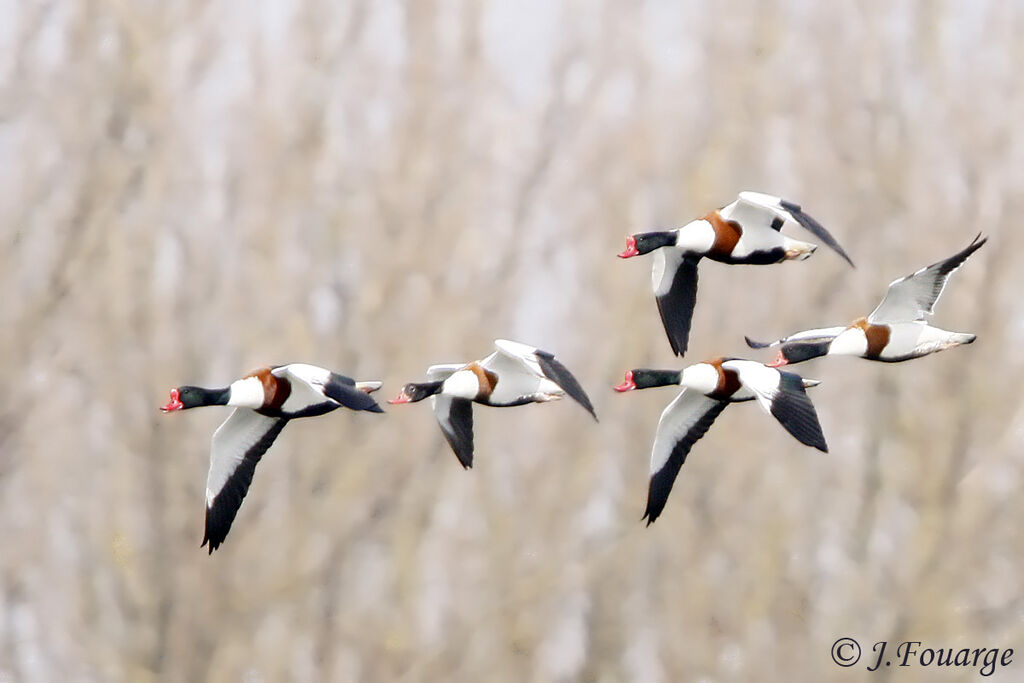 Common Shelduckadult, identification, Flight, Behaviour