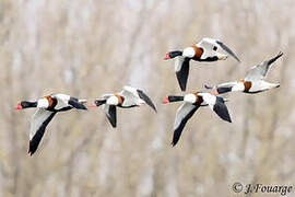 Common Shelduck