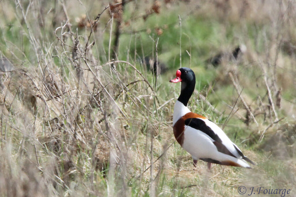 Common Shelduck male adult, identification