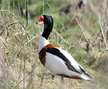 Common Shelduck