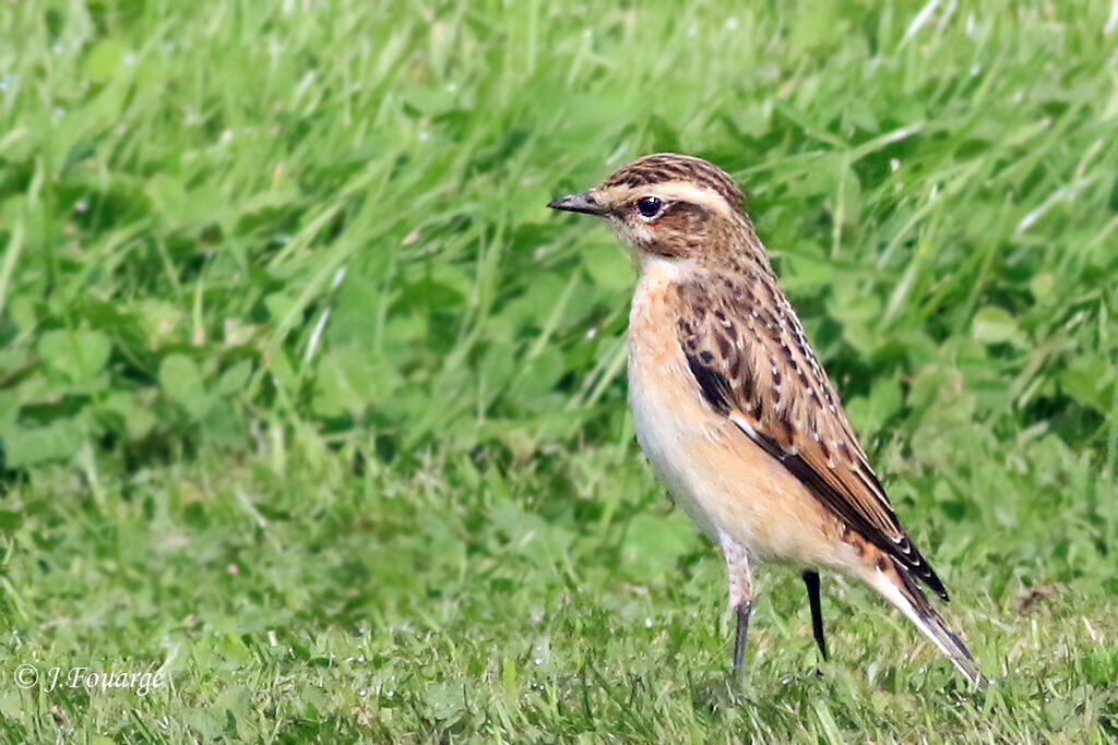 Tarier des présadulte, identification