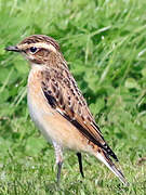 Whinchat