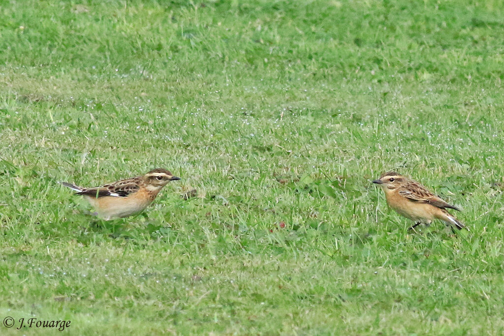 Whinchat, identification