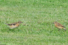 Whinchat