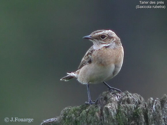 Whinchat