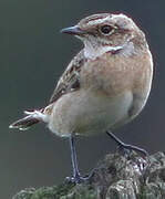 Whinchat