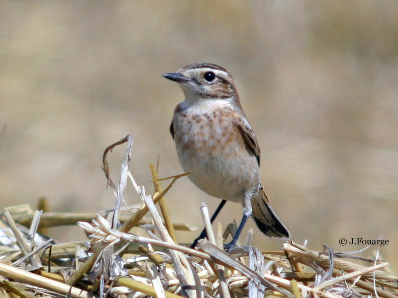 Tarier des prés