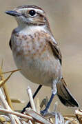 Whinchat