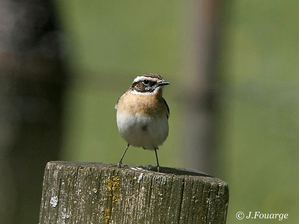 Whinchat male adult breeding