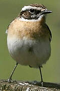 Whinchat