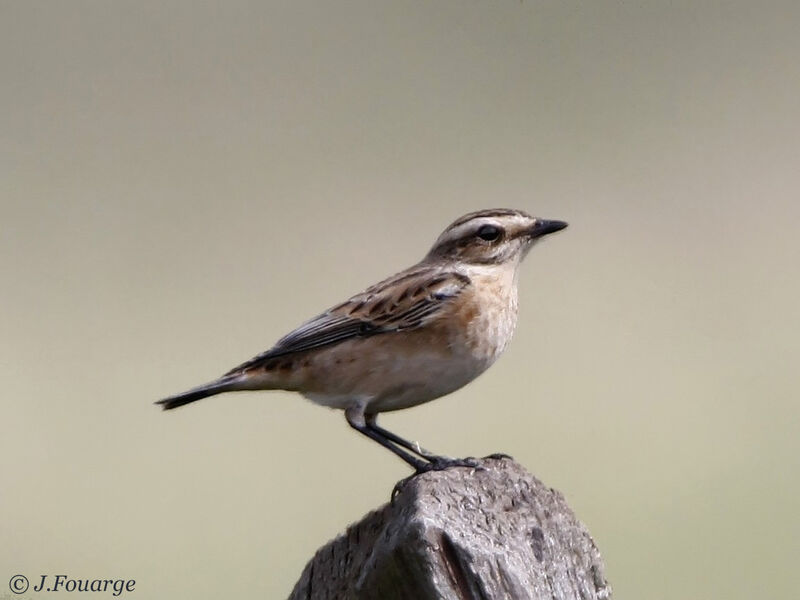 Whinchat male adult post breeding