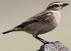 Whinchat