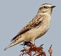 Whinchat