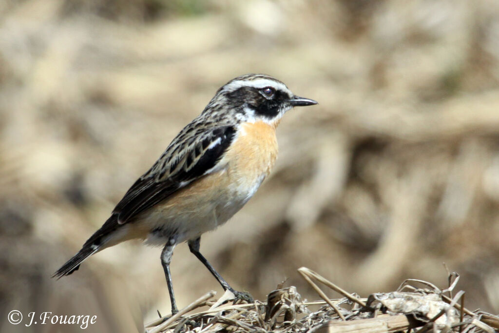 Whinchat male adult, identification