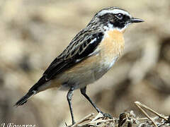 Whinchat