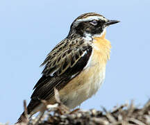 Whinchat