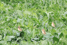 Whinchat