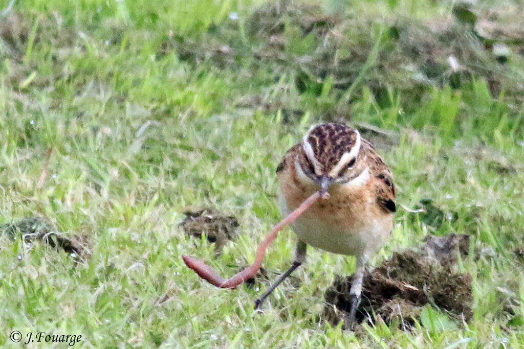 Whinchatadult, identification, feeding habits, Behaviour